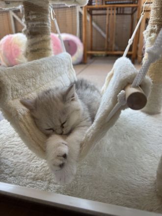 Reinrassige BKH Kitten mit exzellentem FiFe-Stammbaum, mehrfach ausgezeichnet, geimpft, gechippt