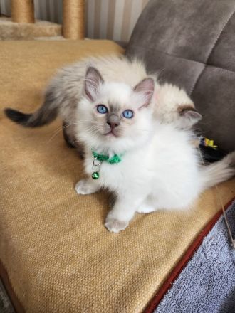 Abgabebereite Heilige Birma Kitten
