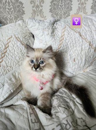 Abgabebereite Heilige Birma Kitten
