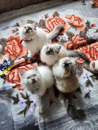 Abgabebereite Heilige Birma Kitten