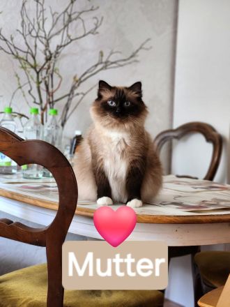 Abgabebereite Heilige Birma Kitten