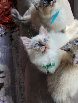 Abgabebereite Heilige Birma Kitten