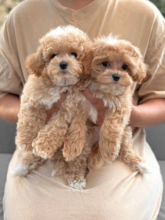 🐶 F1 Maltipoo-Welpen zur Adoption verfügbar – 🐶