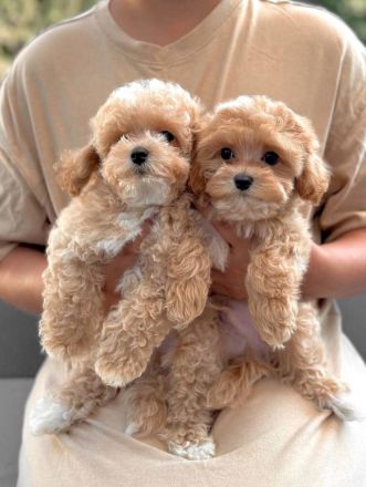 🐶 F1 Maltipoo-Welpen zur Adoption verfügbar – 🐶