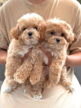 🐶 F1 Maltipoo-Welpen zur Adoption verfügbar – 🐶
