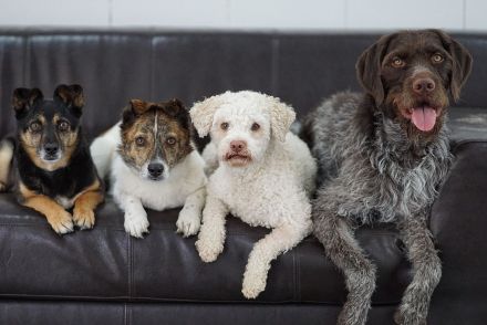 Hundetagesbetreuung, HUTA, Hundetagesstätte They Care Dogs in Linden bei Gießen