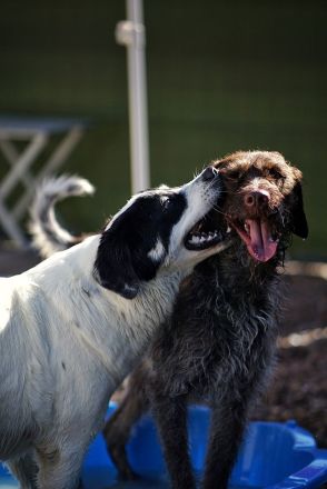 Hundetagesbetreuung, HUTA, Hundetagesstätte They Care Dogs in Linden bei Gießen