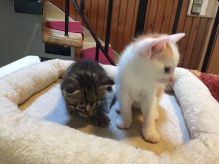 Süße Kittchen