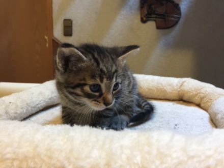 Süße Kittchen