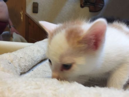 Süße Kittchen