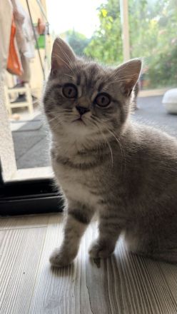 BKH Kitten