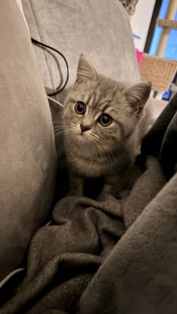BKH Kitten