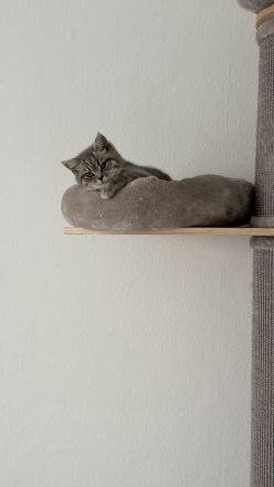 BKH Kitten