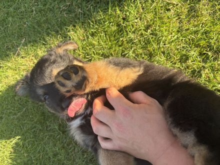 3 Süße Harzer Fuchs Welpen, Altdeutscher Schäferhund