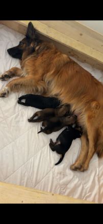 3 Süße Harzer Fuchs Welpen, Altdeutscher Schäferhund