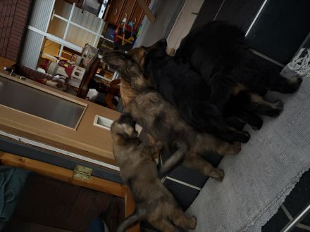 3 Süße Harzer Fuchs Welpen, Altdeutscher Schäferhund