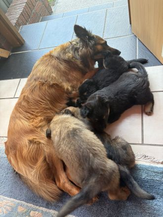 3 Süße Harzer Fuchs Welpen, Altdeutscher Schäferhund