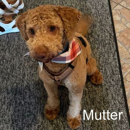 Goldendoodle Welpen ab sofort besuchsbereit
