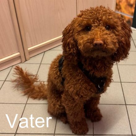 Goldendoodle Welpen ab sofort besuchsbereit