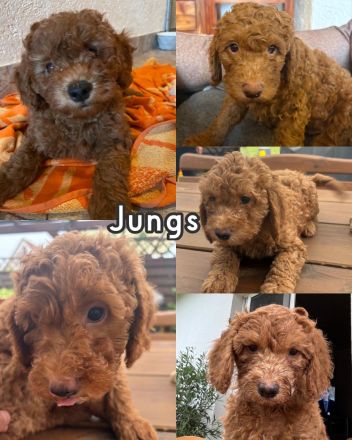 Goldendoodle Welpen ab sofort besuchsbereit