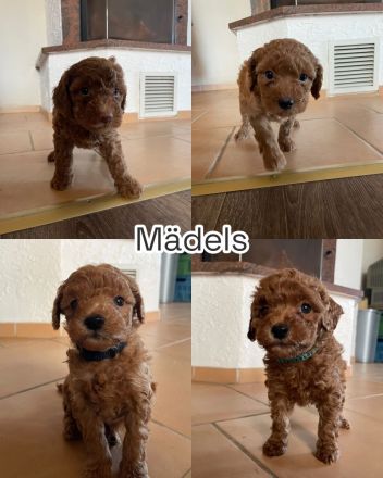 Goldendoodle Welpen ab sofort besuchsbereit