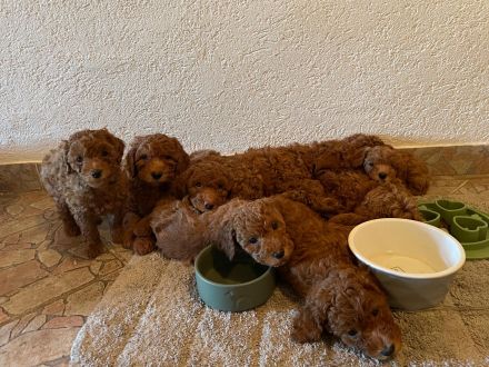 Goldendoodle Welpen ab sofort besuchsbereit