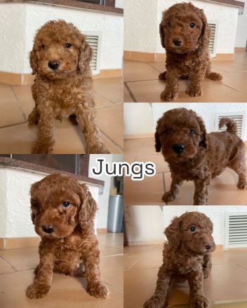 Goldendoodle Welpen ab sofort besuchsbereit