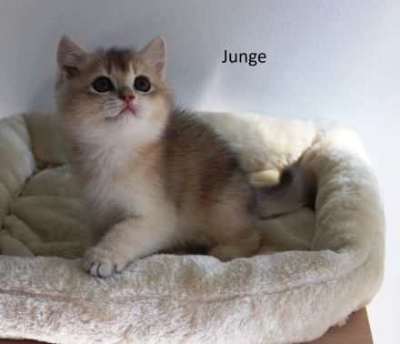 BKH Kitten Baby Katze Kater Mädchen Junge golden shaded, golden blue, point, weiß Britisch Kurzhaar