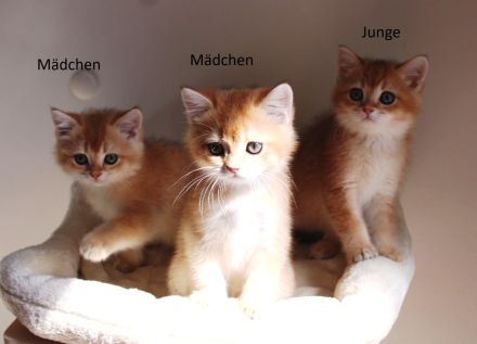 BKH Kitten Baby Katze Kater Mädchen Junge golden shaded, golden blue, point, weiß Britisch Kurzhaar