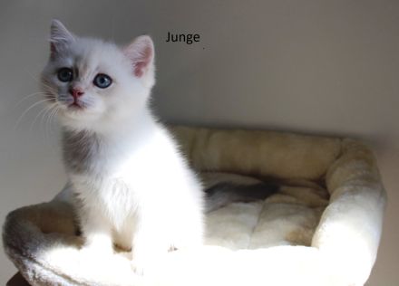 BKH Kitten Baby Katze Kater Mädchen Junge golden shaded, golden blue, point, weiß Britisch Kurzhaar