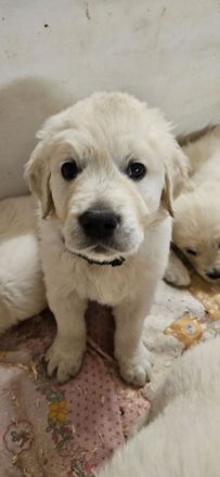 Wunderschöne Golden Retriever Welpen aus toller Verpaarung