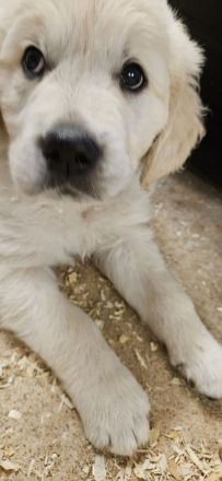 Wunderschöne Golden Retriever Welpen aus toller Verpaarung
