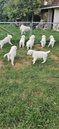 Wunderschöne Golden Retriever Welpen aus toller Verpaarung