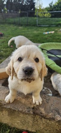 Wunderschöne Golden Retriever Welpen aus toller Verpaarung