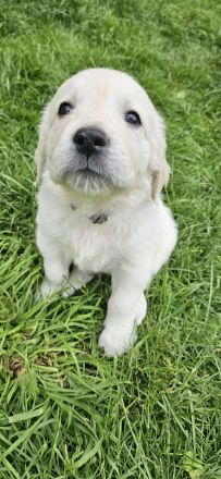 Wunderschöne Golden Retriever Welpen aus toller Verpaarung