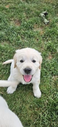 Wunderschöne Golden Retriever Welpen aus toller Verpaarung
