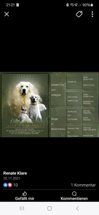 Wunderschöne Golden Retriever Welpen aus toller Verpaarung