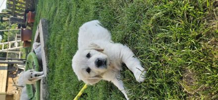 Wunderschöne Golden Retriever Welpen aus toller Verpaarung