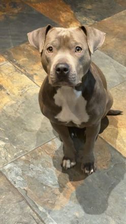 Bully Staffordshire Mix