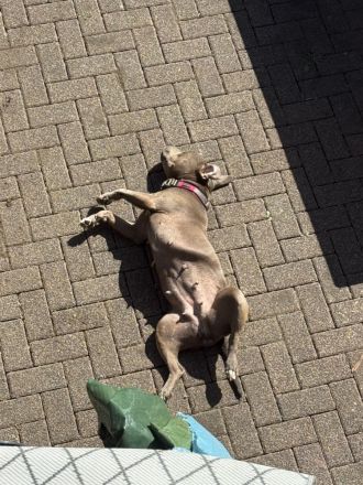 Bully Staffordshire Mix