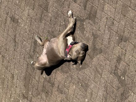Bully Staffordshire Mix