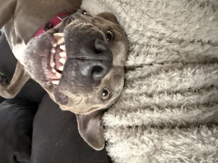 Bully Staffordshire Mix
