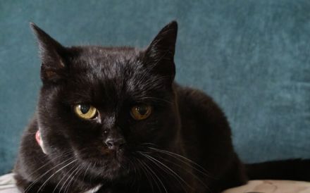 Verschmuste Katzendame Morle sucht ihre Menschen