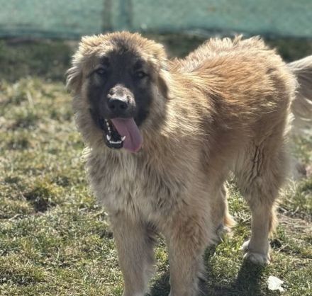 Kuschelkönig Vuk sucht Familienanschluss