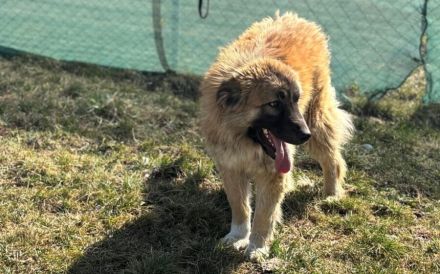Kuschelkönig Vuk sucht Familienanschluss