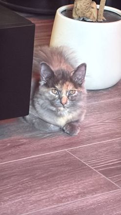 Kitten BKH