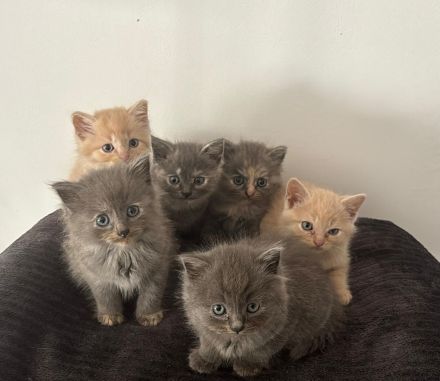 Kitten BKH