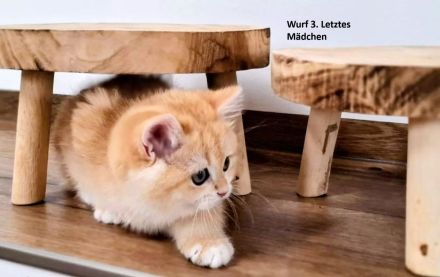 BKH Mädchen Katze Kitten Britisch Kurzhaar mit Stammbaum golden shaded