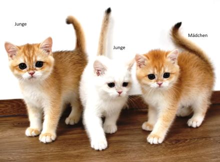 BKH Britisch Kurzhaar Goldene Chinchilla Kitten, point mit Stammbaum Abgabebereit