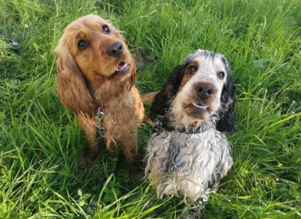 Englische Cockerspaniel